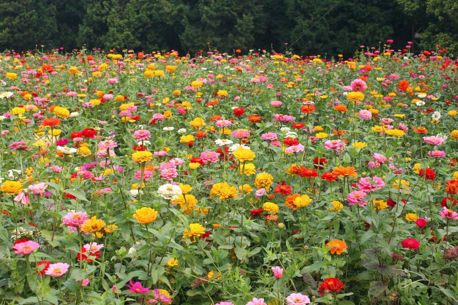 Canon EOS 500D (EOS Rebel T1i / EOS Kiss X3) sample photo. Flower, park, natural photography