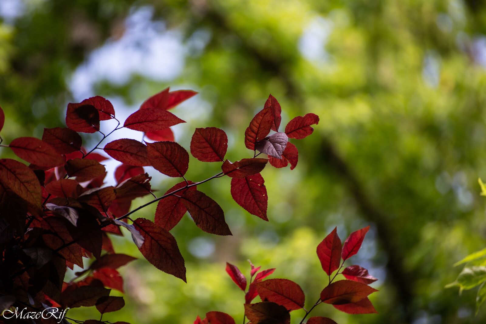 Canon EOS 6D sample photo. Park, bucuresti, nature photography