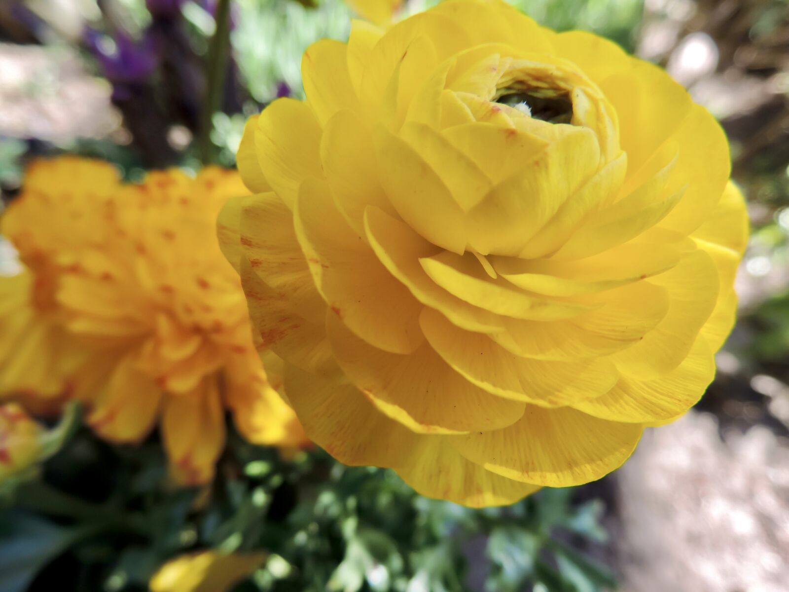 Nikon Coolpix P520 sample photo. Ranunkeln, blossom, bloom photography