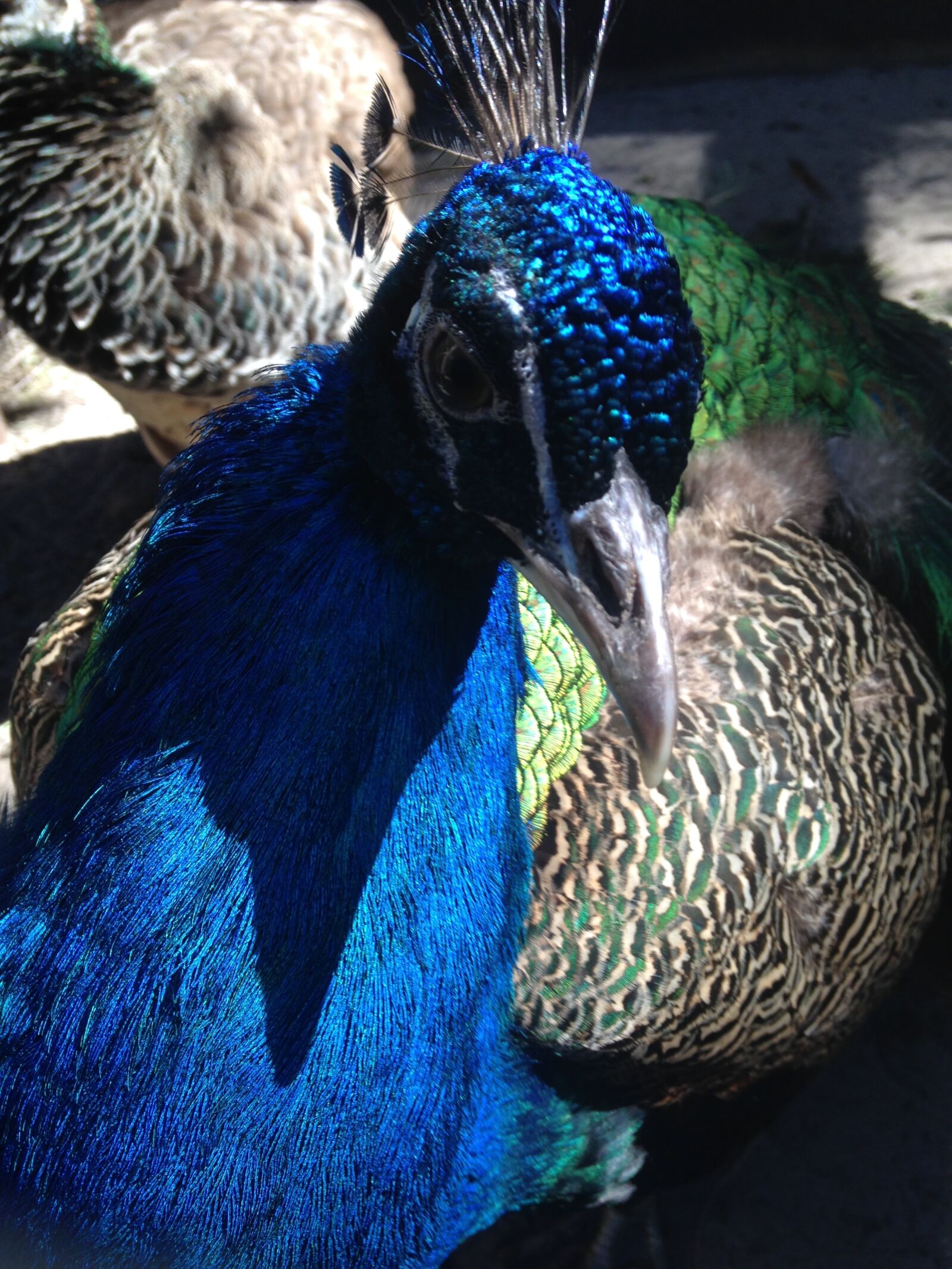 Apple iPhone 5 sample photo. Peacock, colors, mother nature photography