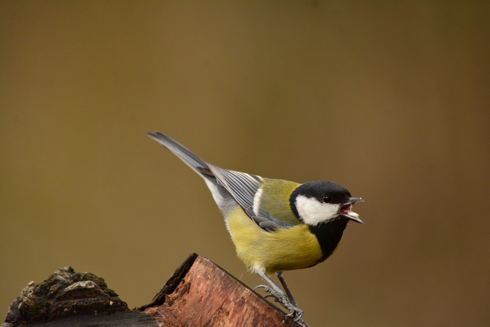 Nikon D7100 sample photo