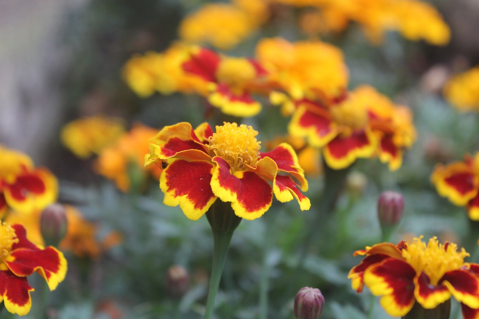 Canon EOS 600D (Rebel EOS T3i / EOS Kiss X5) sample photo. Flower, nature, summer photography