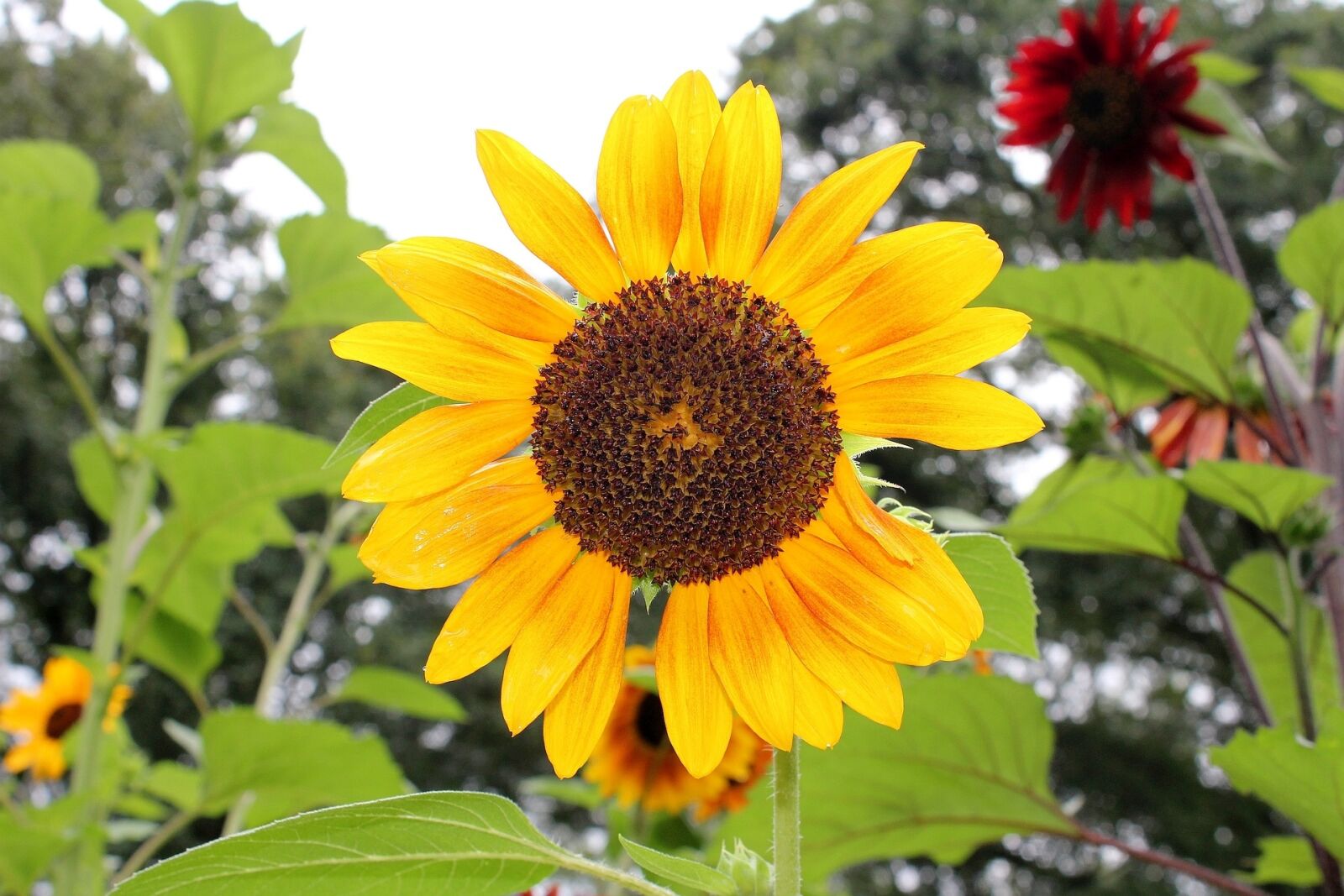 Canon EOS 550D (EOS Rebel T2i / EOS Kiss X4) sample photo. Flora, nature, leaf photography