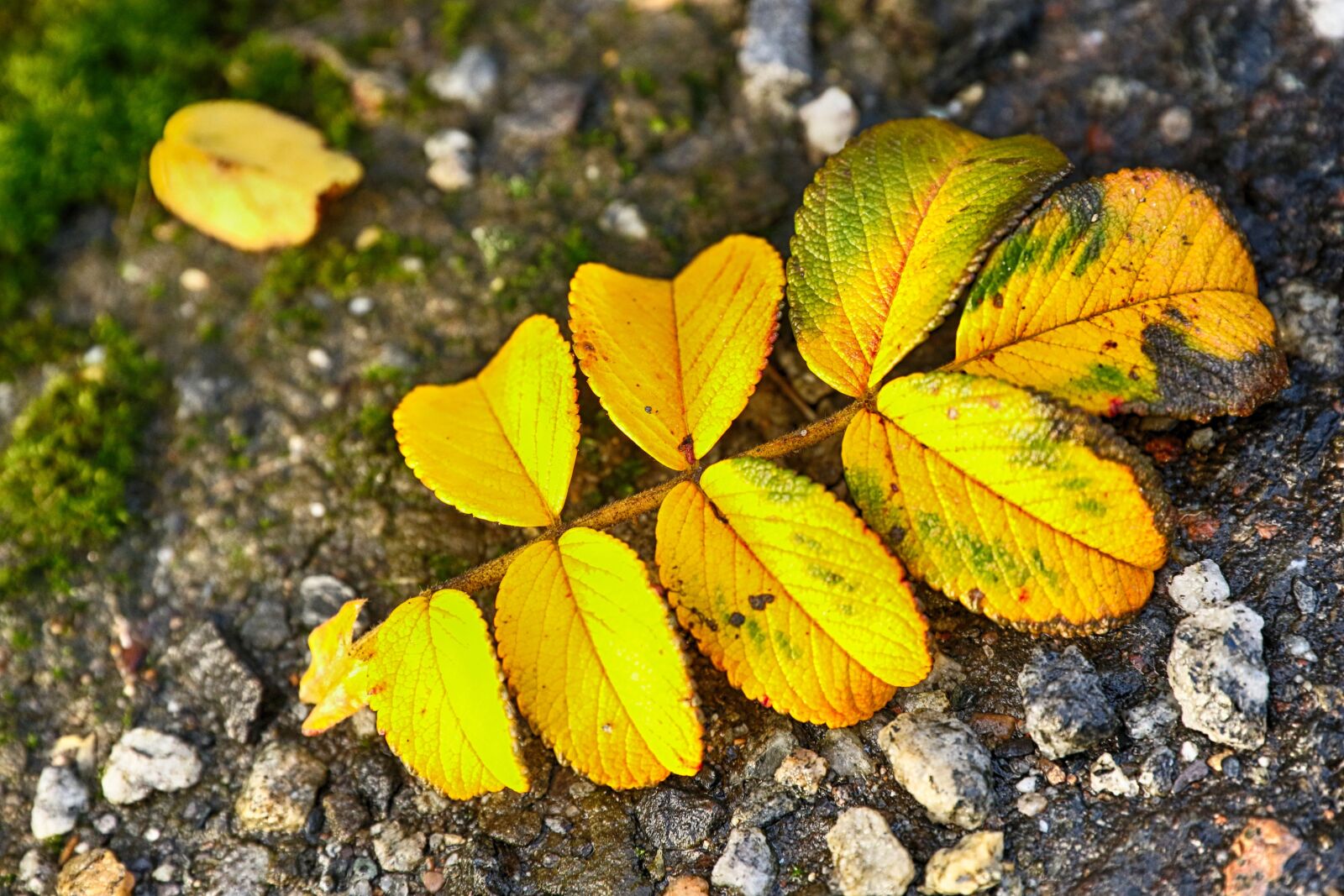 Canon EOS 7D Mark II sample photo. Leaf, yellow, autumn photography