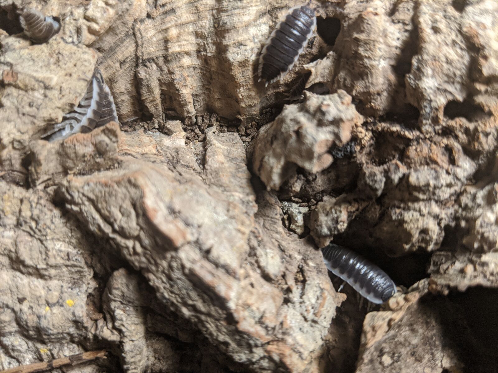 Google Pixel 2 XL sample photo. Isopods, porcillio sevilla, spain photography