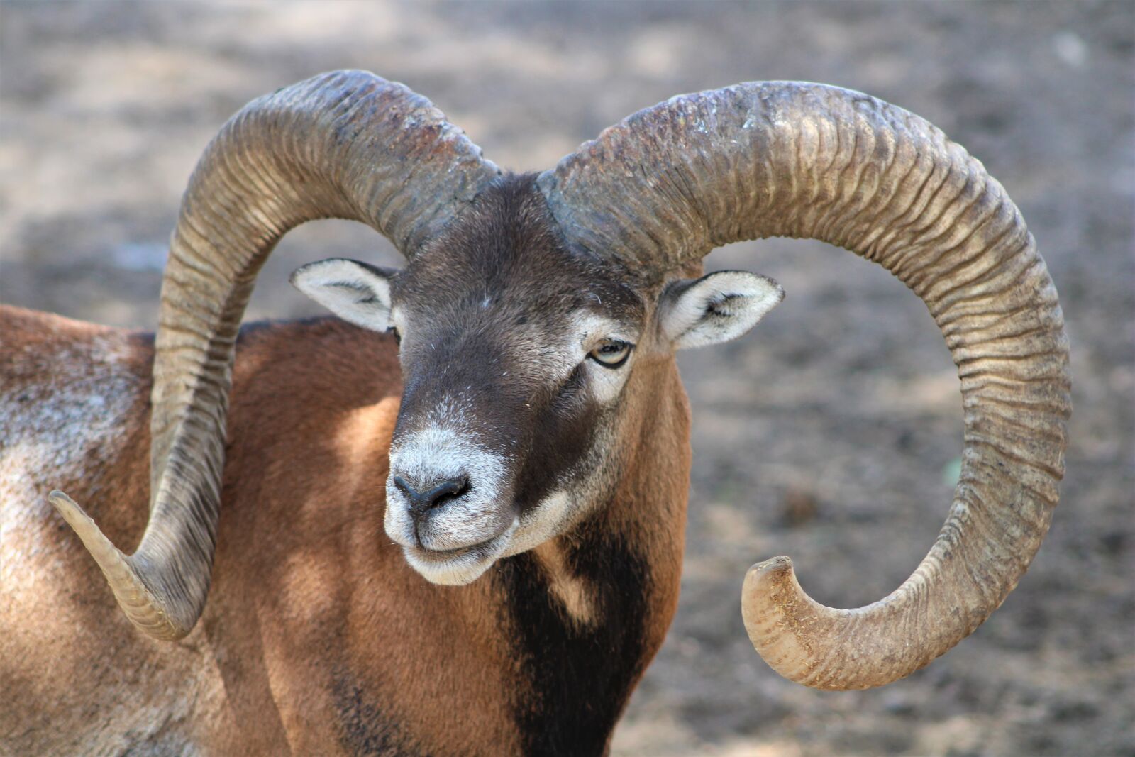 Canon EOS 2000D (EOS Rebel T7 / EOS Kiss X90 / EOS 1500D) sample photo. Ram, sheep, horns photography