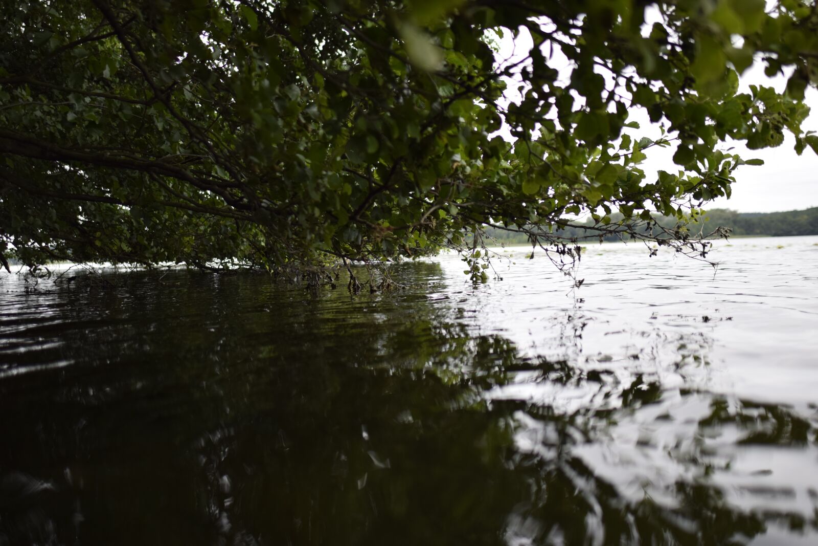 Nikon D5300 sample photo. Lake, foliage, tree photography
