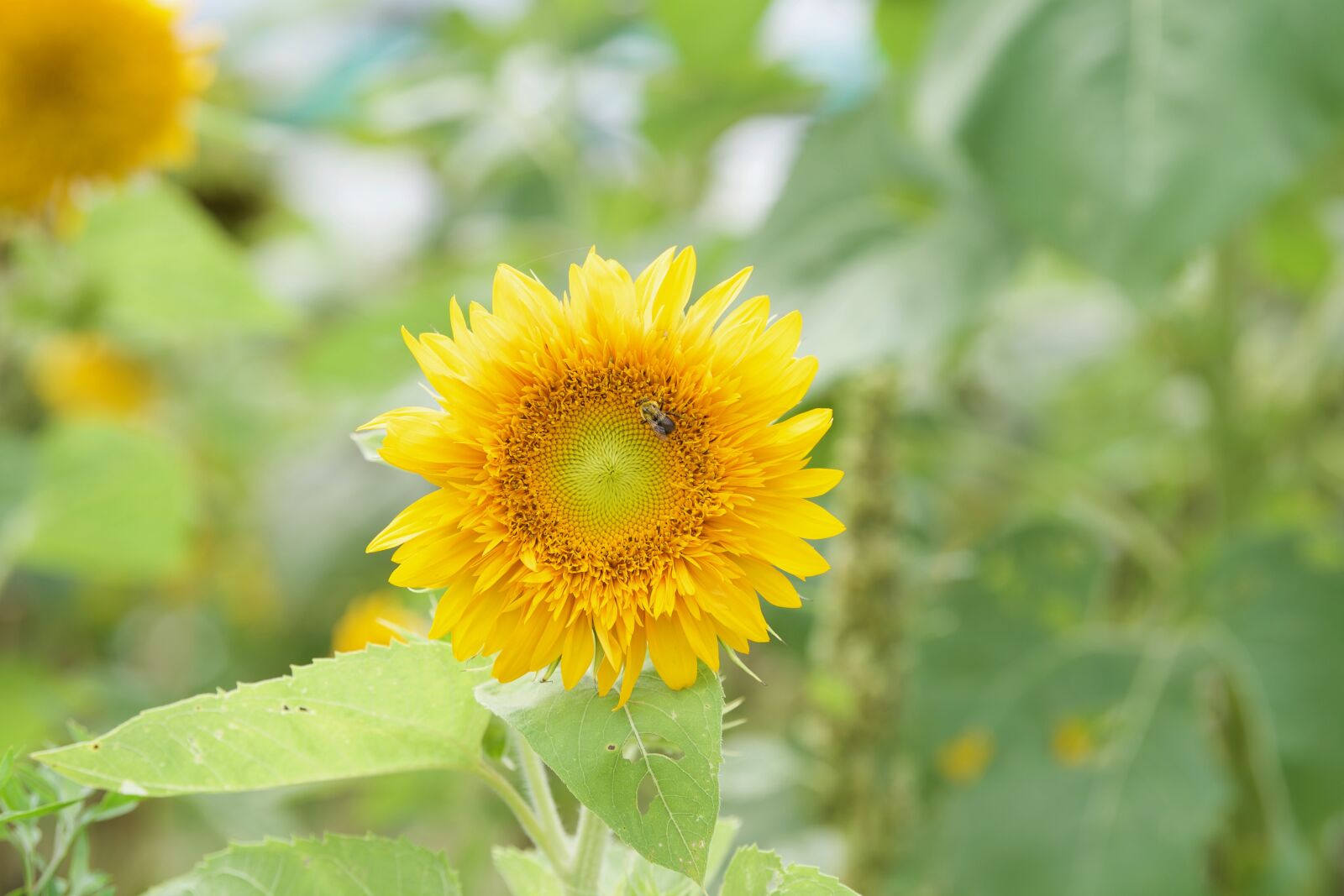 Nikon D5 sample photo. Sunflower, bee, summer photography