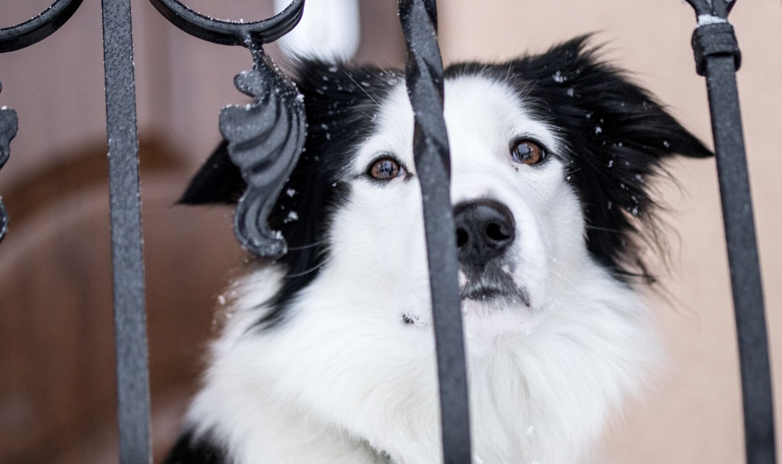 Canon EOS 800D (EOS Rebel T7i / EOS Kiss X9i) sample photo. Dog, bordercollie, blackandwhite photography