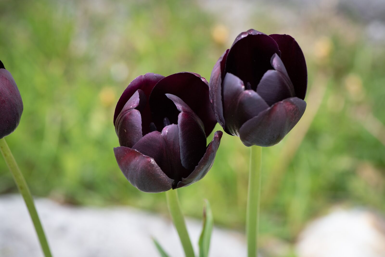 Nikon D750 sample photo. Tulips, purple, flowers photography