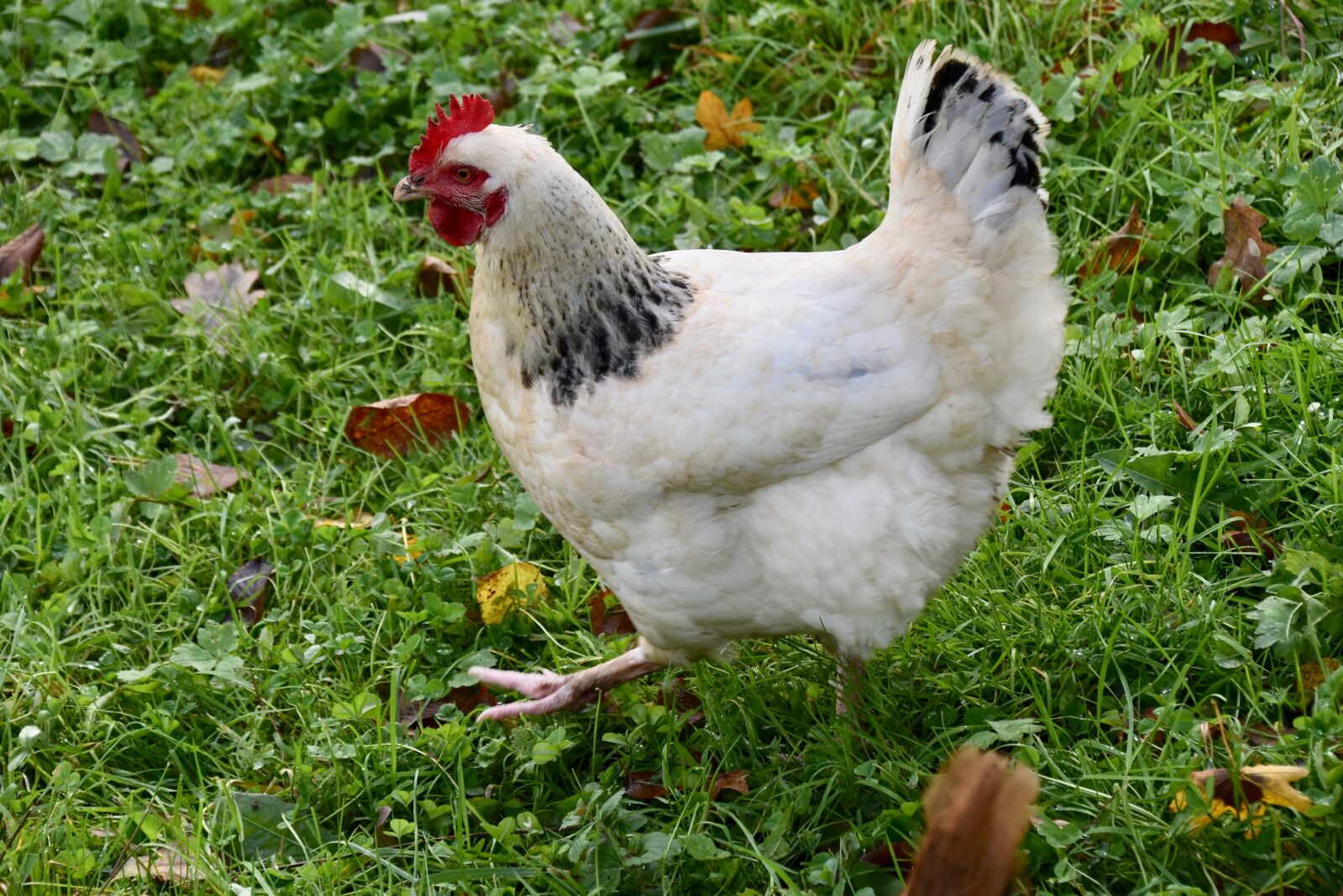 Nikon D5600 sample photo. Hen, white hen, race photography
