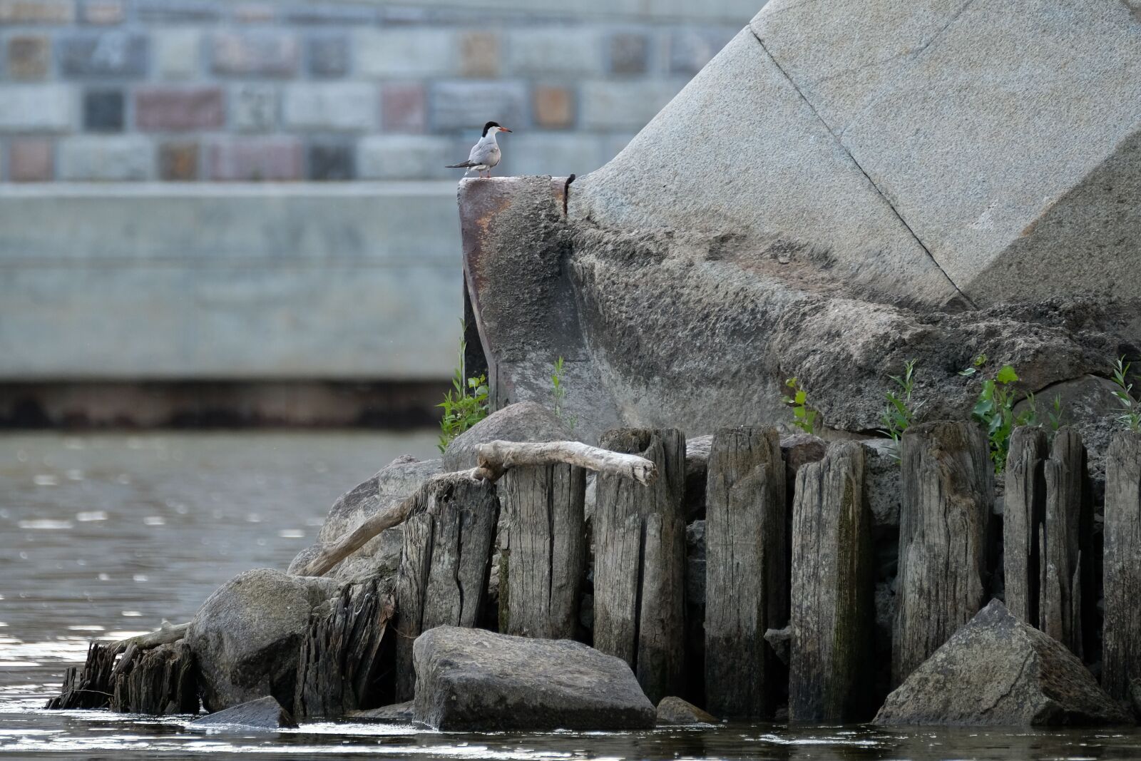 Fujifilm XF 100-400mm F4.5-5.6 R LM OIS WR sample photo. Common tern, river, city photography