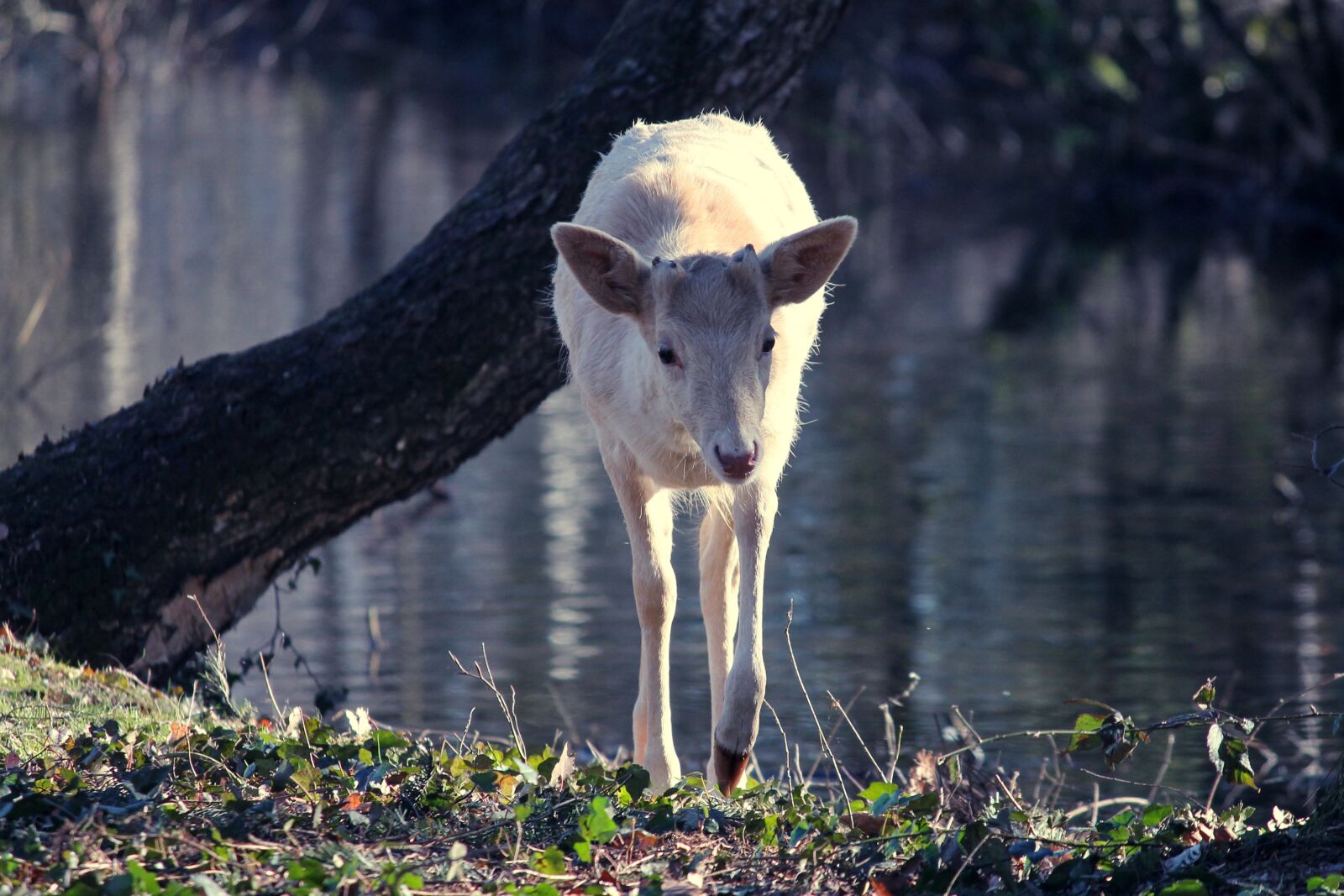 Canon EOS 1100D (EOS Rebel T3 / EOS Kiss X50) sample photo. Roe deer, white, albino photography