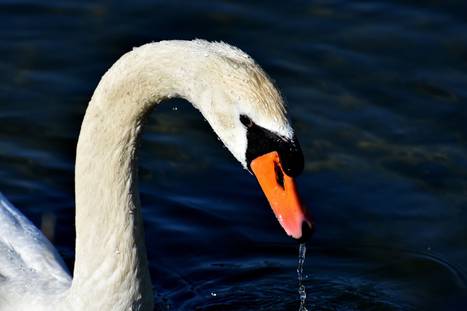 Nikon D7200 sample photo. Swan, water bird, nature photography