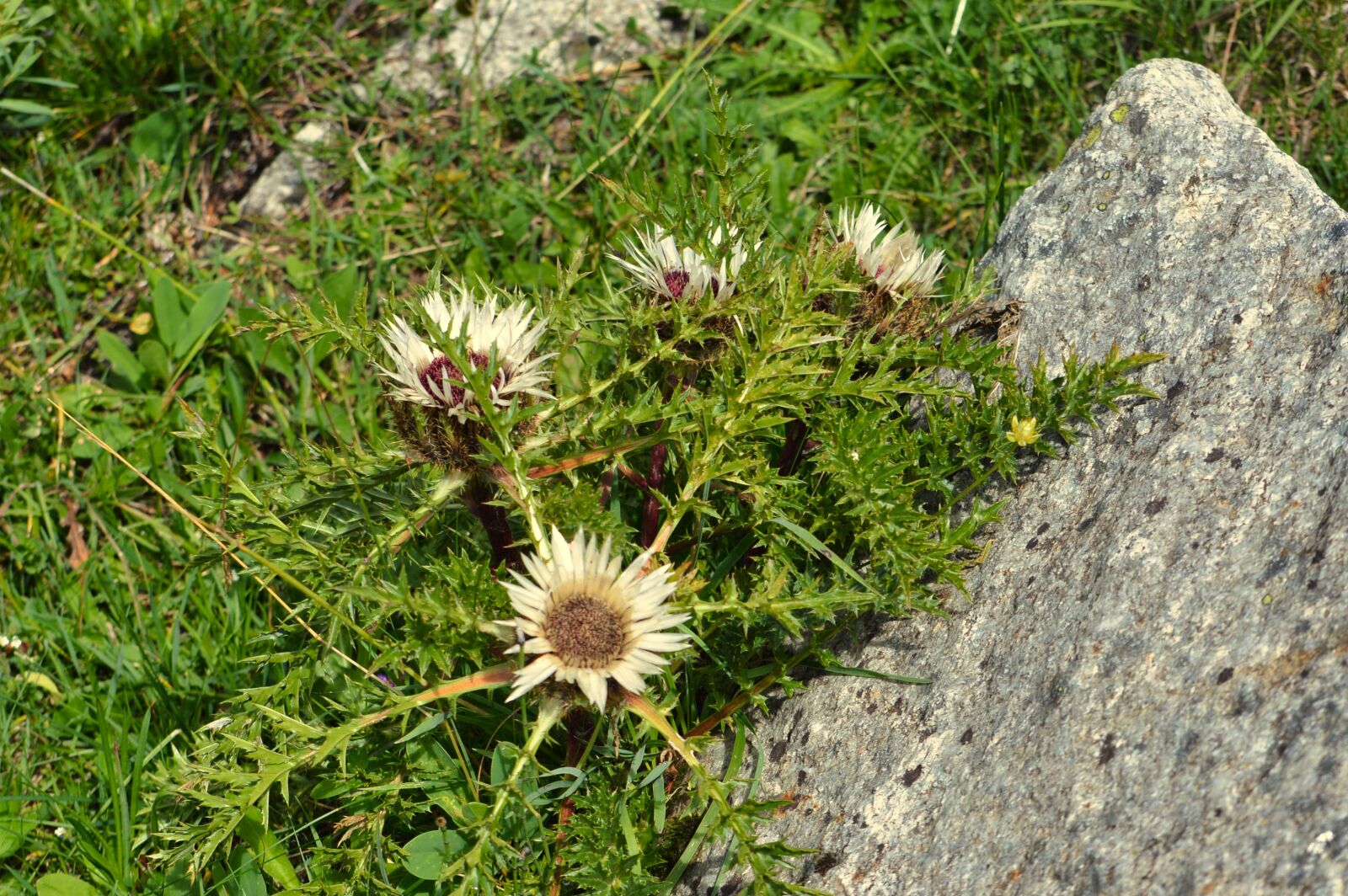 Nikon D3200 sample photo. Thistle, flower, thorny photography