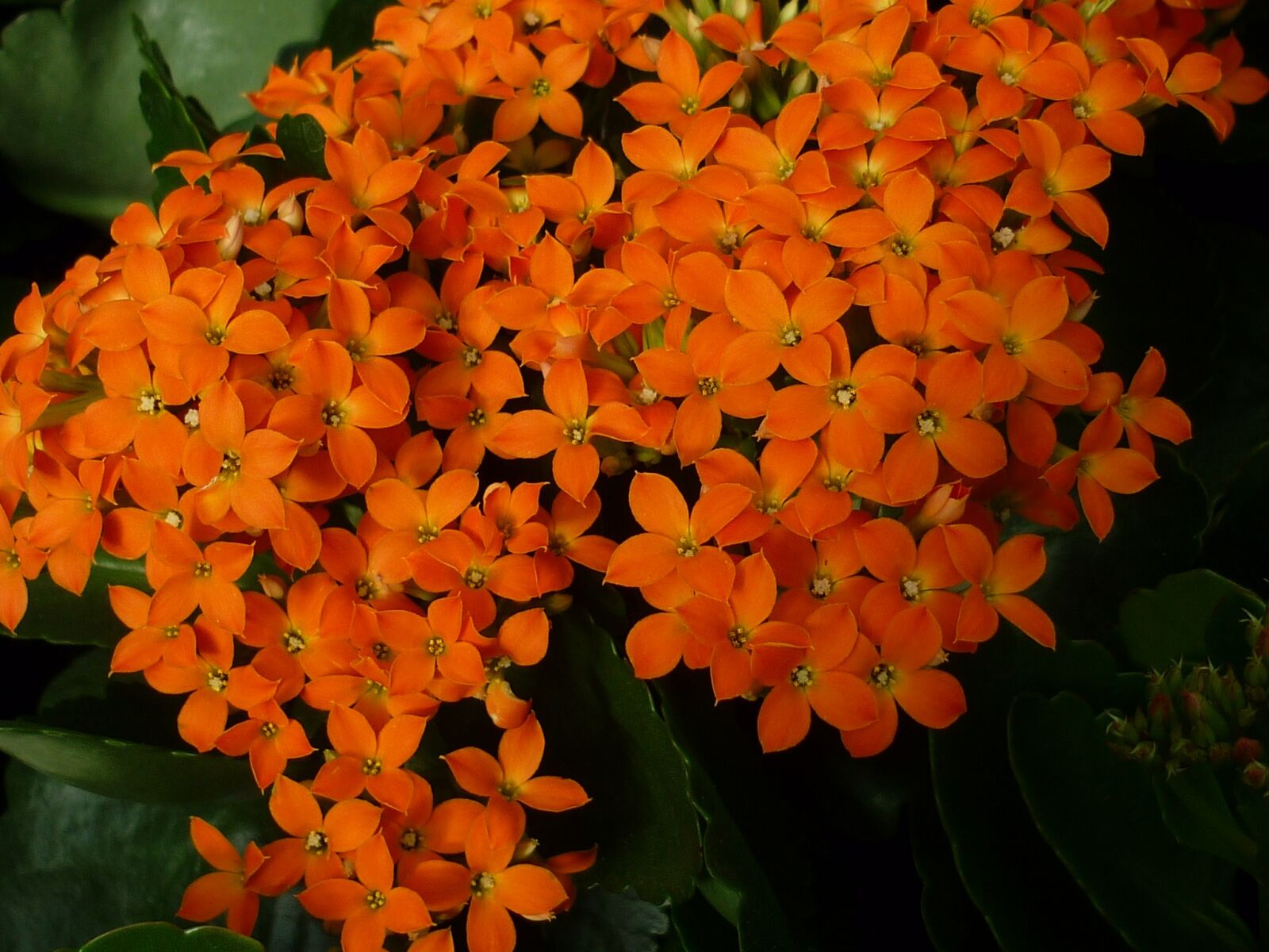 Panasonic Lumix DMC-FS6 sample photo. Stonecrop, thick leaf plant photography