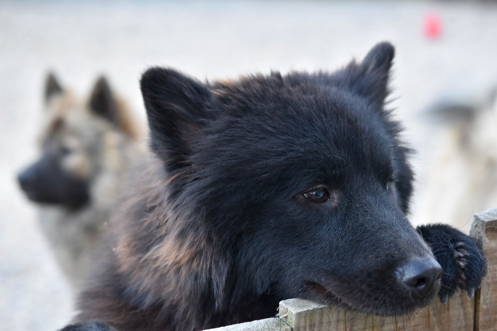 Nikon D5600 sample photo. Dog, bitch, portrait dog photography