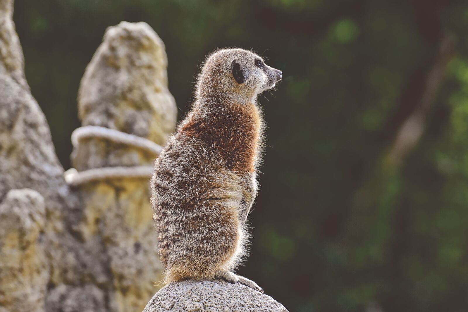 Nikon D7200 sample photo. Meerkat, animal, nature photography