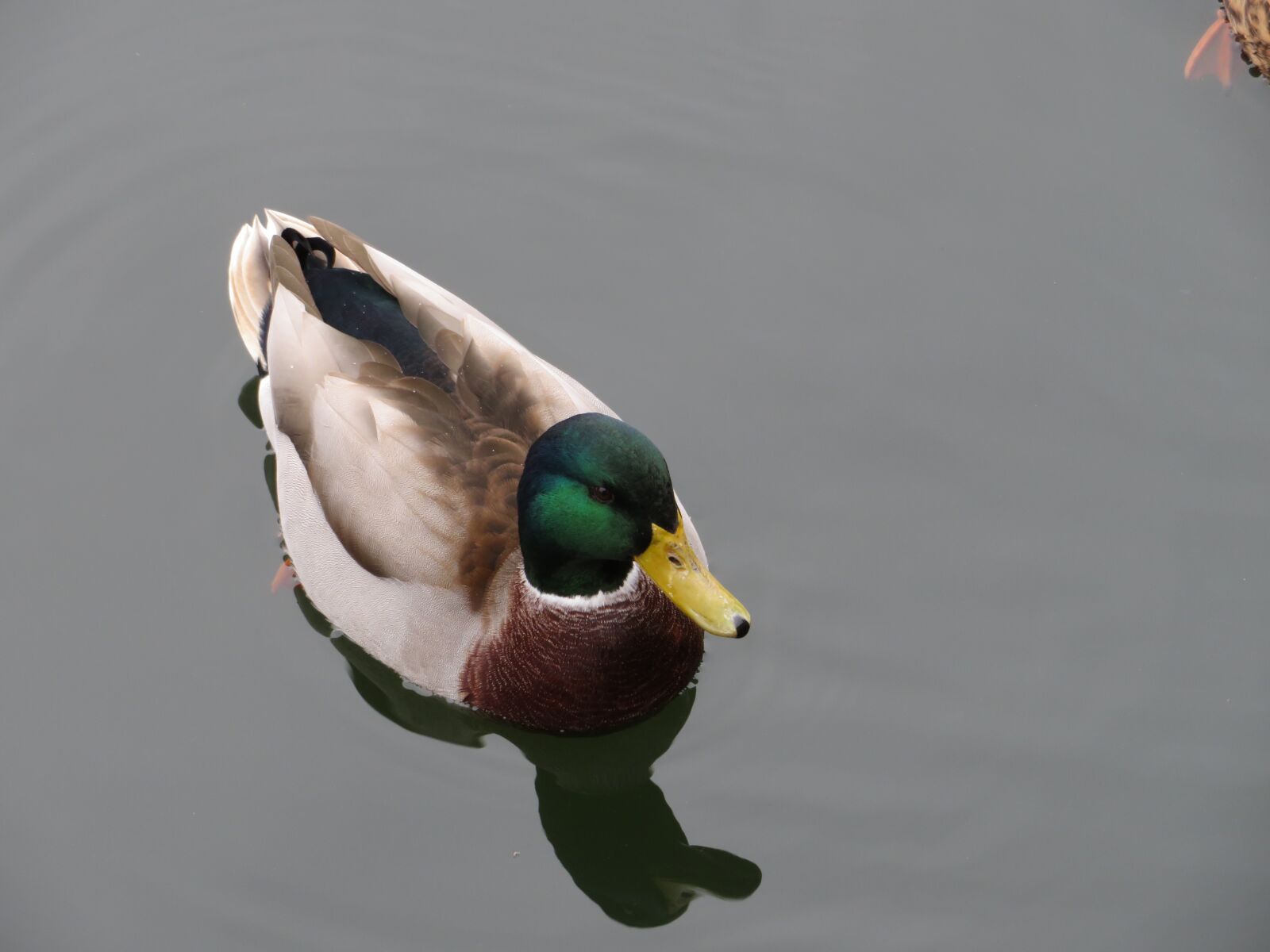 Canon PowerShot SX720 HS sample photo. Duck, mallard, nature photography