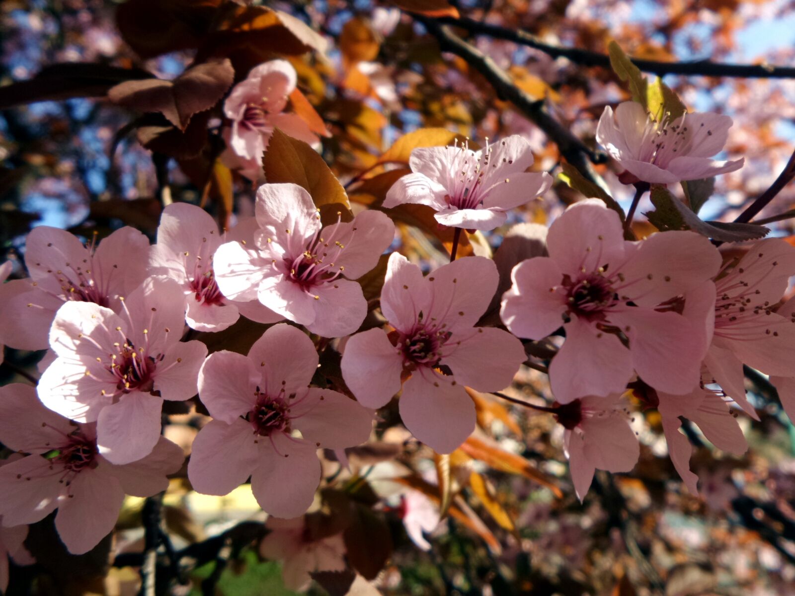 Samsung Galaxy K Zoom sample photo. Wood, flower, spring photography