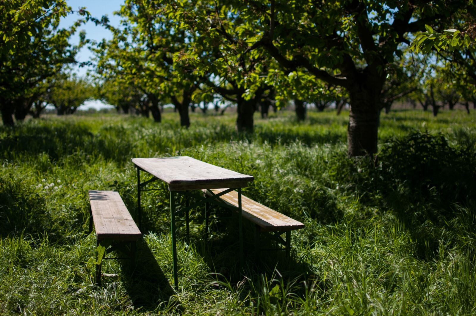 Nikon D300S sample photo. Orchard, cherry trees, grass photography