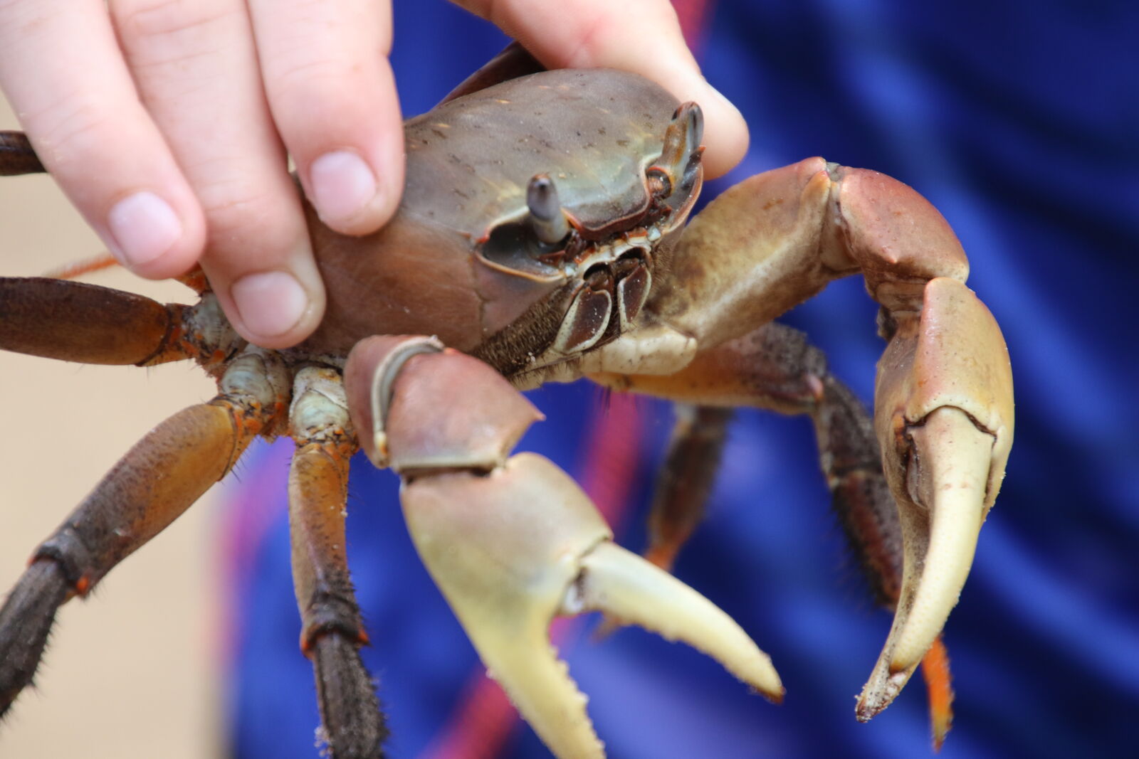 Canon EOS 7D Mark II sample photo. Animal, catch, crab, pinch photography