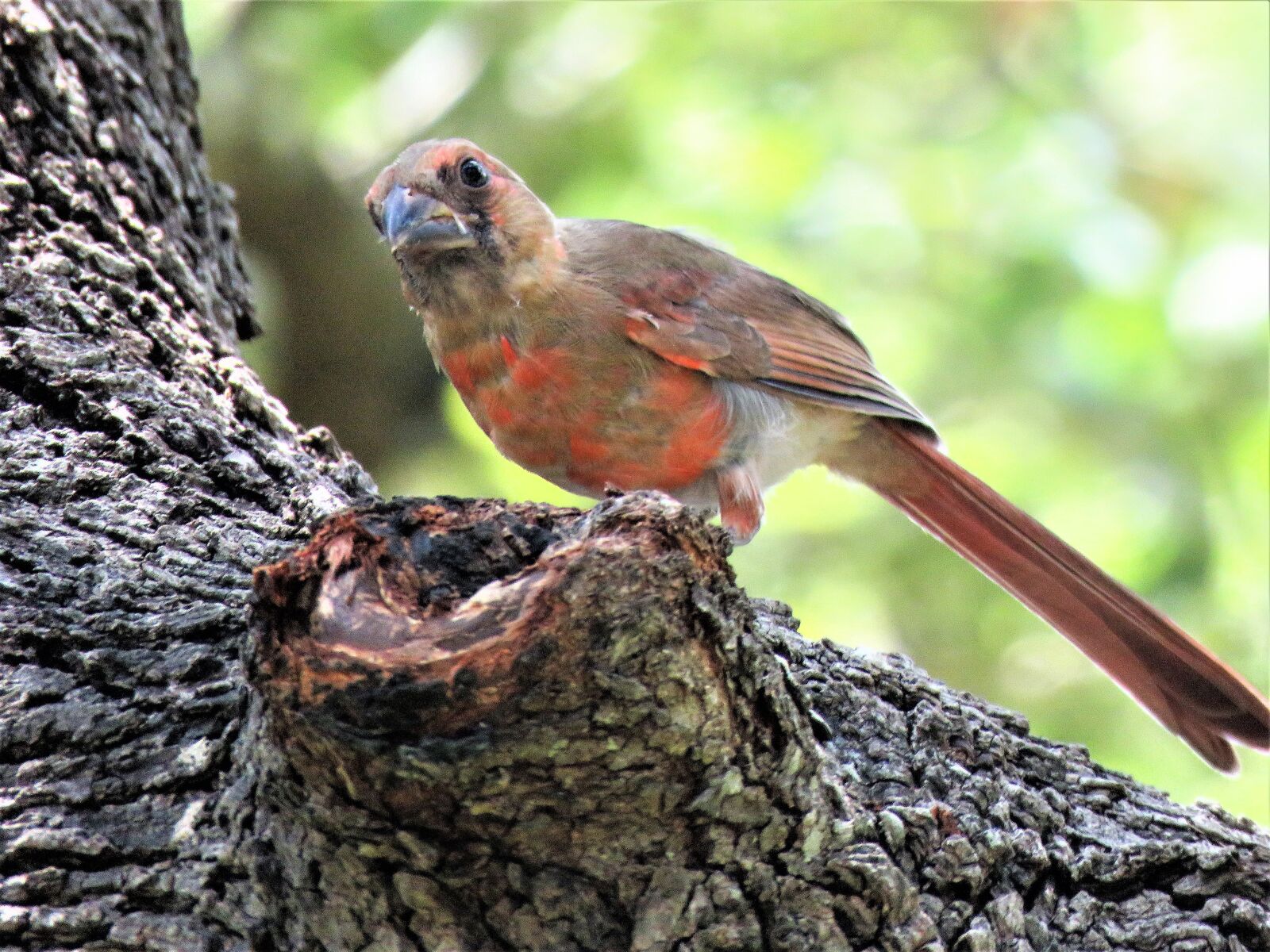 Canon PowerShot SX60 HS sample photo. Bird, young, immature cardinal photography