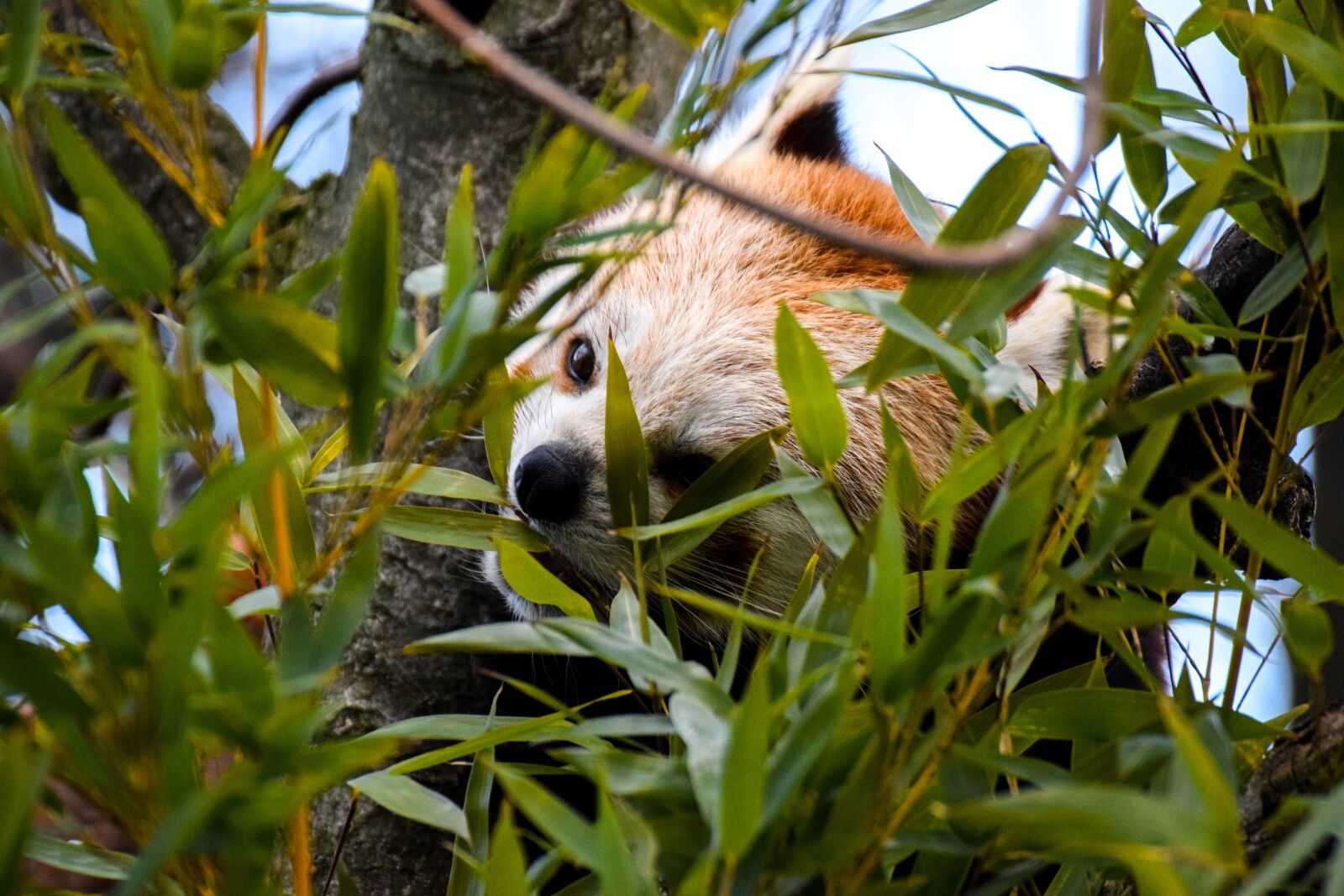 Nikon D5300 sample photo. Red panda, panda, animal photography