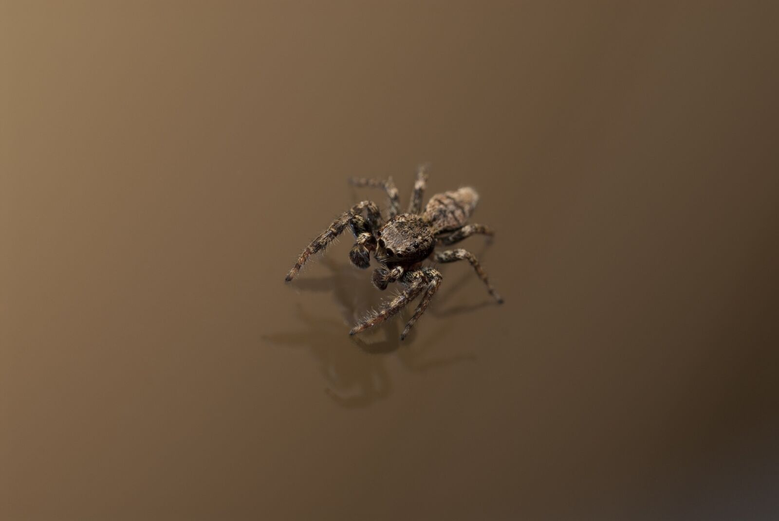 Nikon D200 sample photo. Nature, brown, insect photography