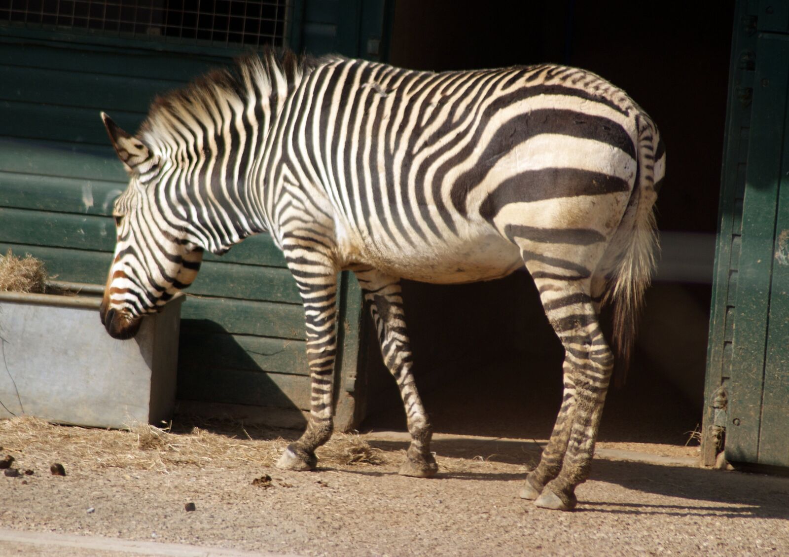 Sony Alpha DSLR-A300 sample photo. Zebra, animal, africa photography