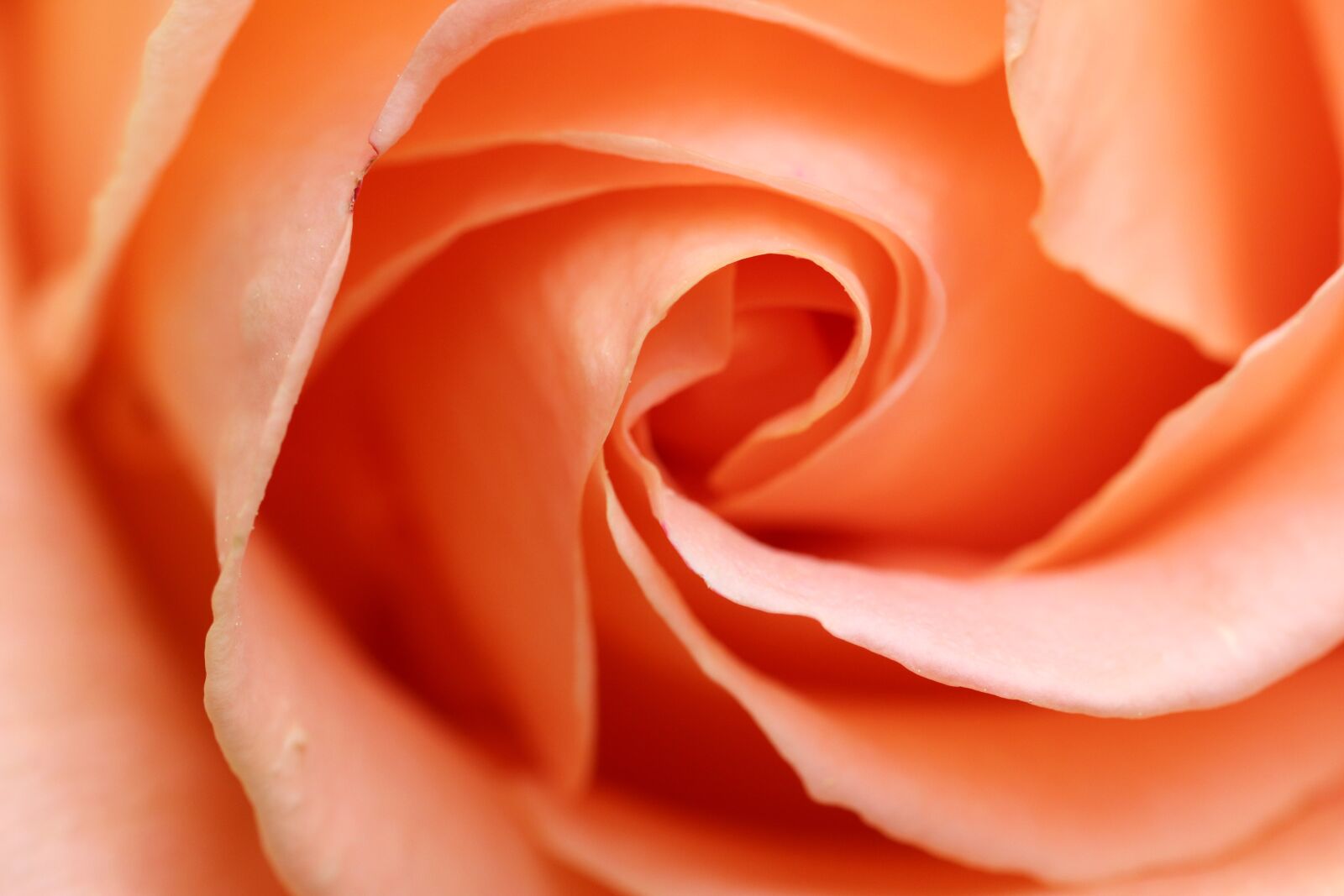 Canon EOS 800D (EOS Rebel T7i / EOS Kiss X9i) sample photo. Rose, flowers, petal photography