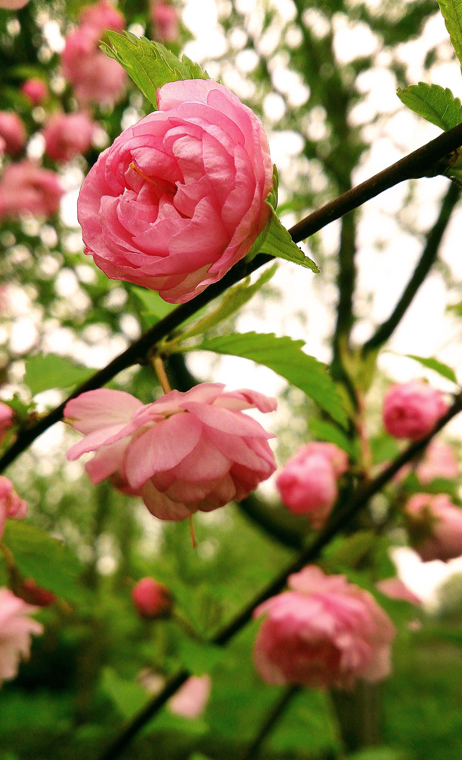 Sony Xperia Z sample photo. Pink flower, macro, beautiful photography