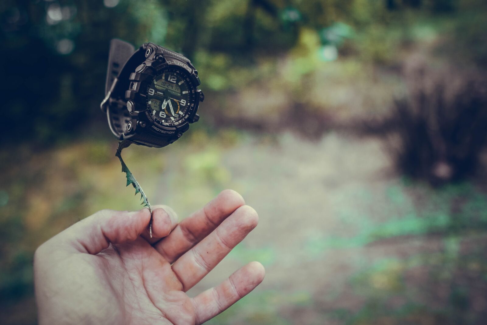 Sony a6400 + Sigma 16mm F1.4 DC DN | C sample photo. Knife, nature, green photography