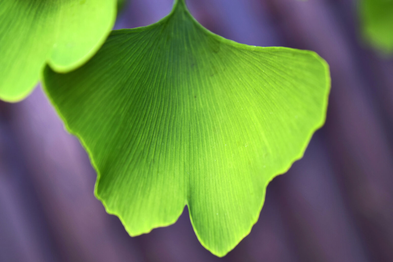 Nikon D3300 sample photo. Butterfly, shape, ginkgo, biloba photography