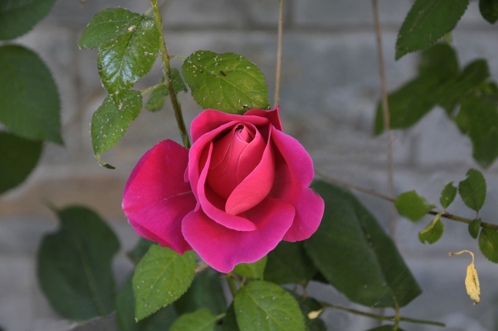 Nikon D300 sample photo. Flower, τρανταφυλλο photography