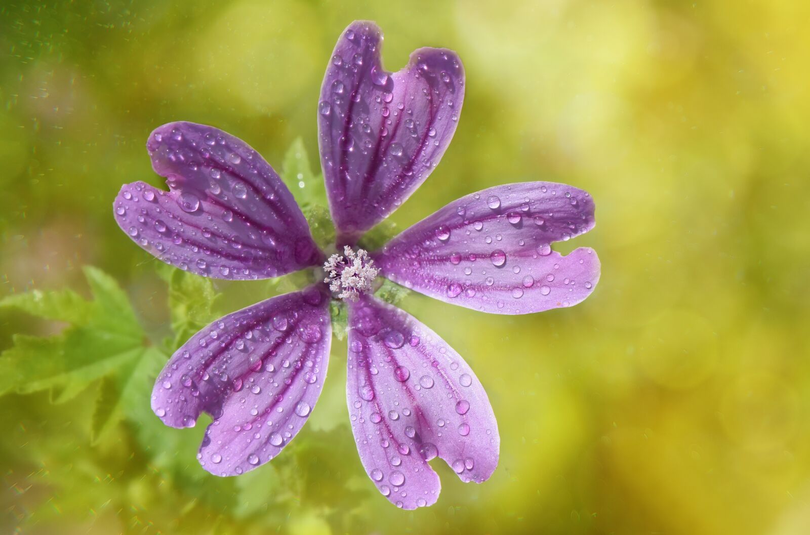 Nikon D750 sample photo. Bitki, çiçek, flower photography