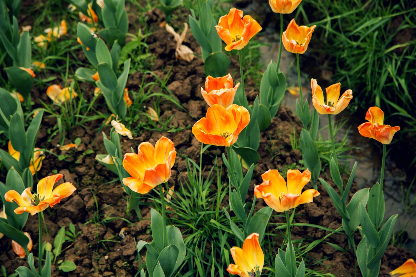 Canon EOS 5D Mark II + Canon EF 24-105mm F4L IS USM sample photo. Tulip, orange, natural landscape photography