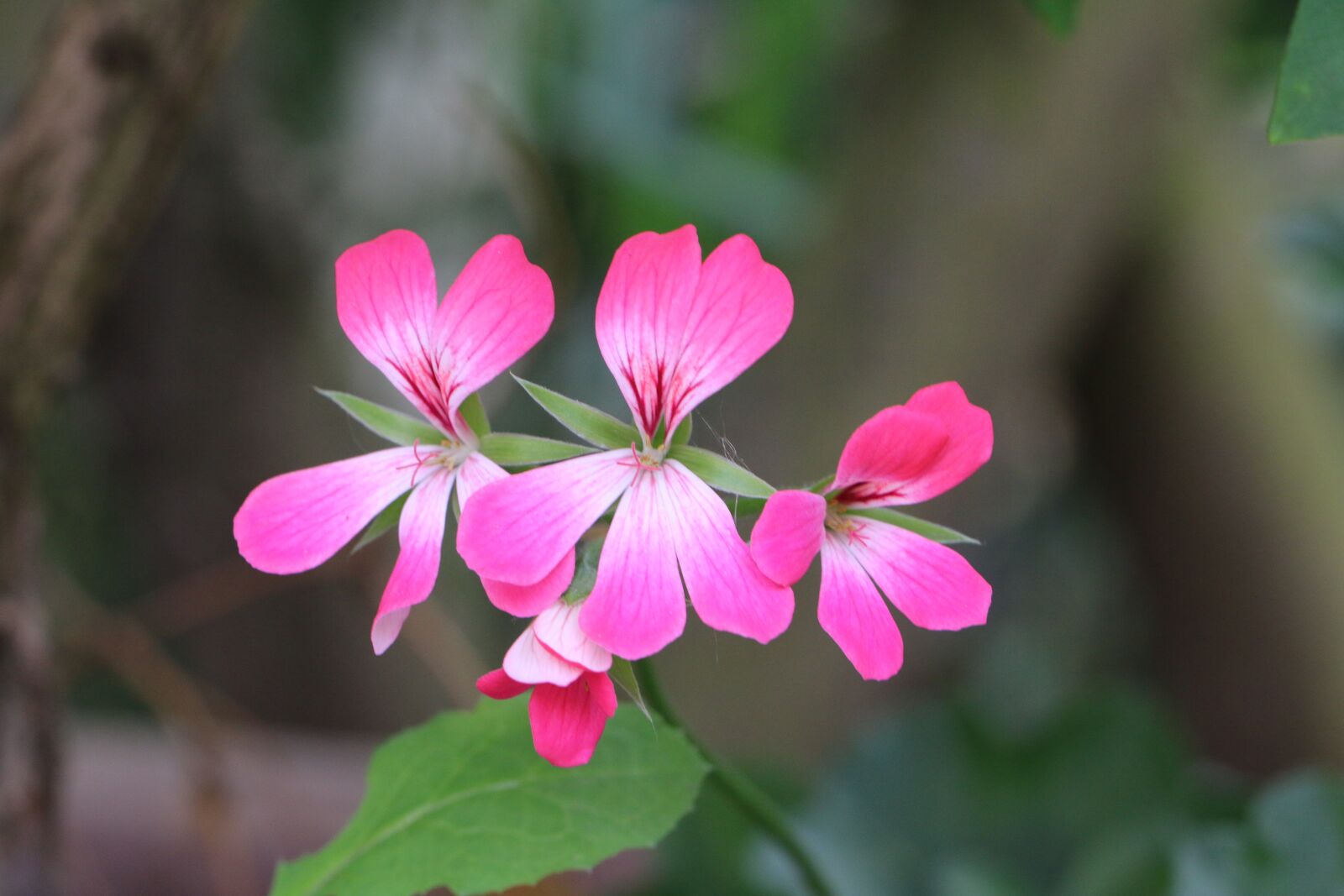Canon EOS 70D sample photo. Geranium, flower, pink photography