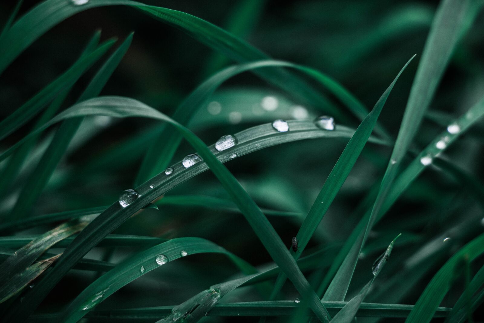 Canon EOS 70D sample photo. Grass, rosa, rain photography