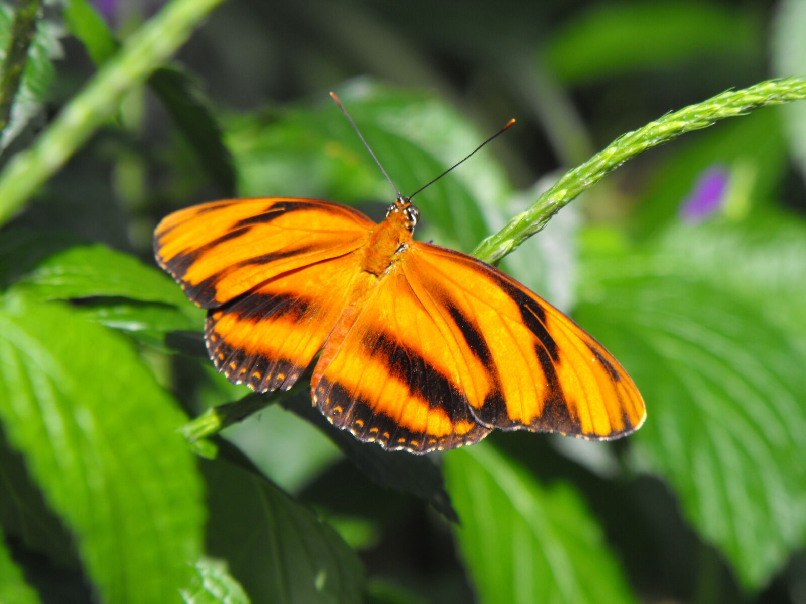 Fujifilm FinePix S1000fd sample photo. Butterfly, leaf, outdoor photography