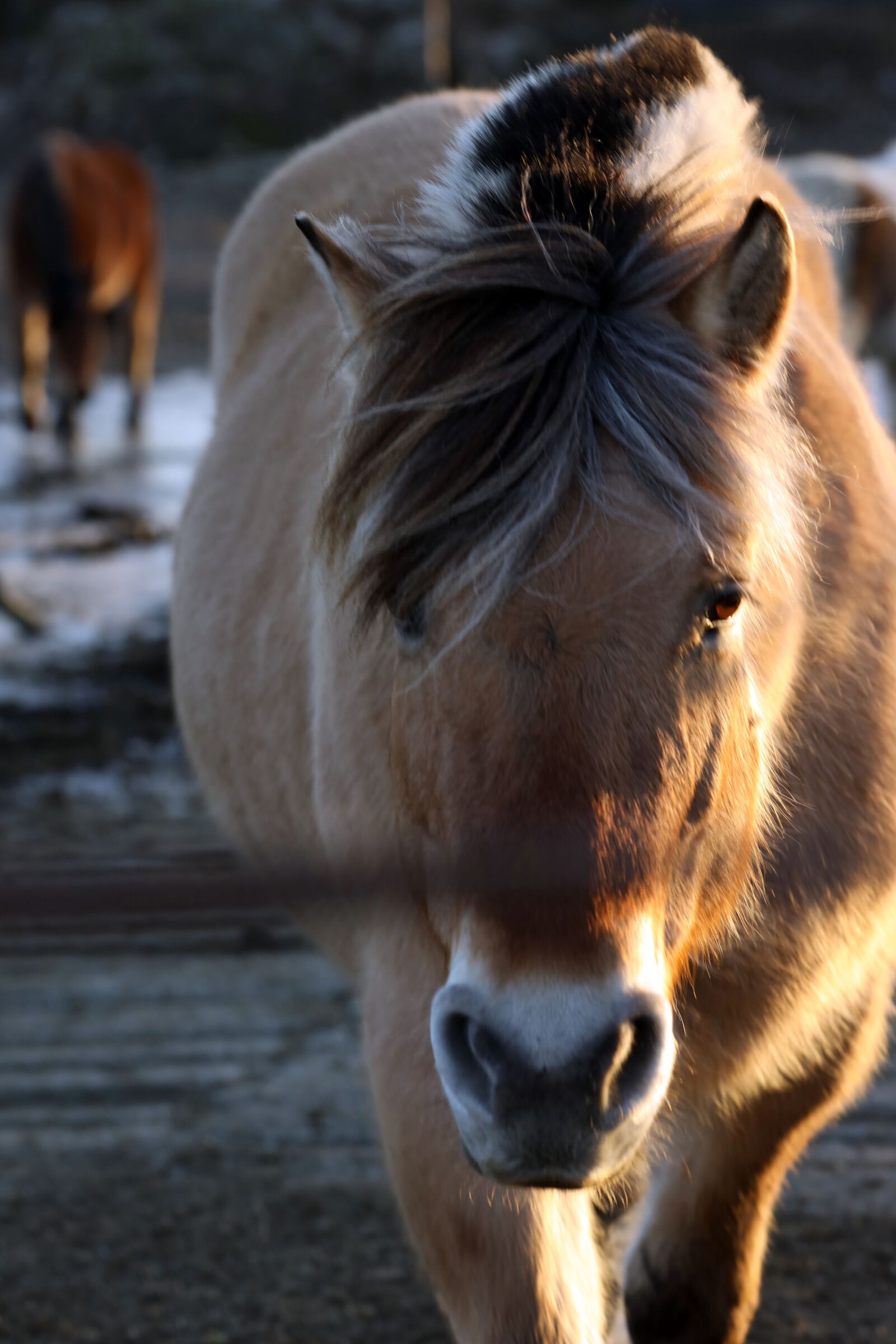 Canon EOS R + Canon EF 135mm F2L USM sample photo. Horse, animal, farm photography