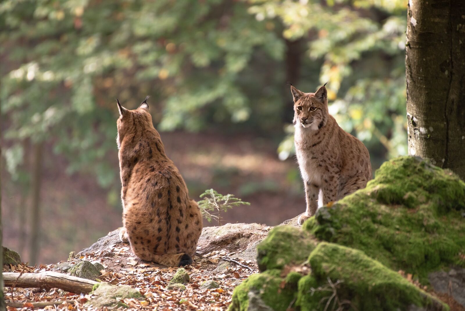 Nikon D750 sample photo. Bobcat, wildcat, animal photography