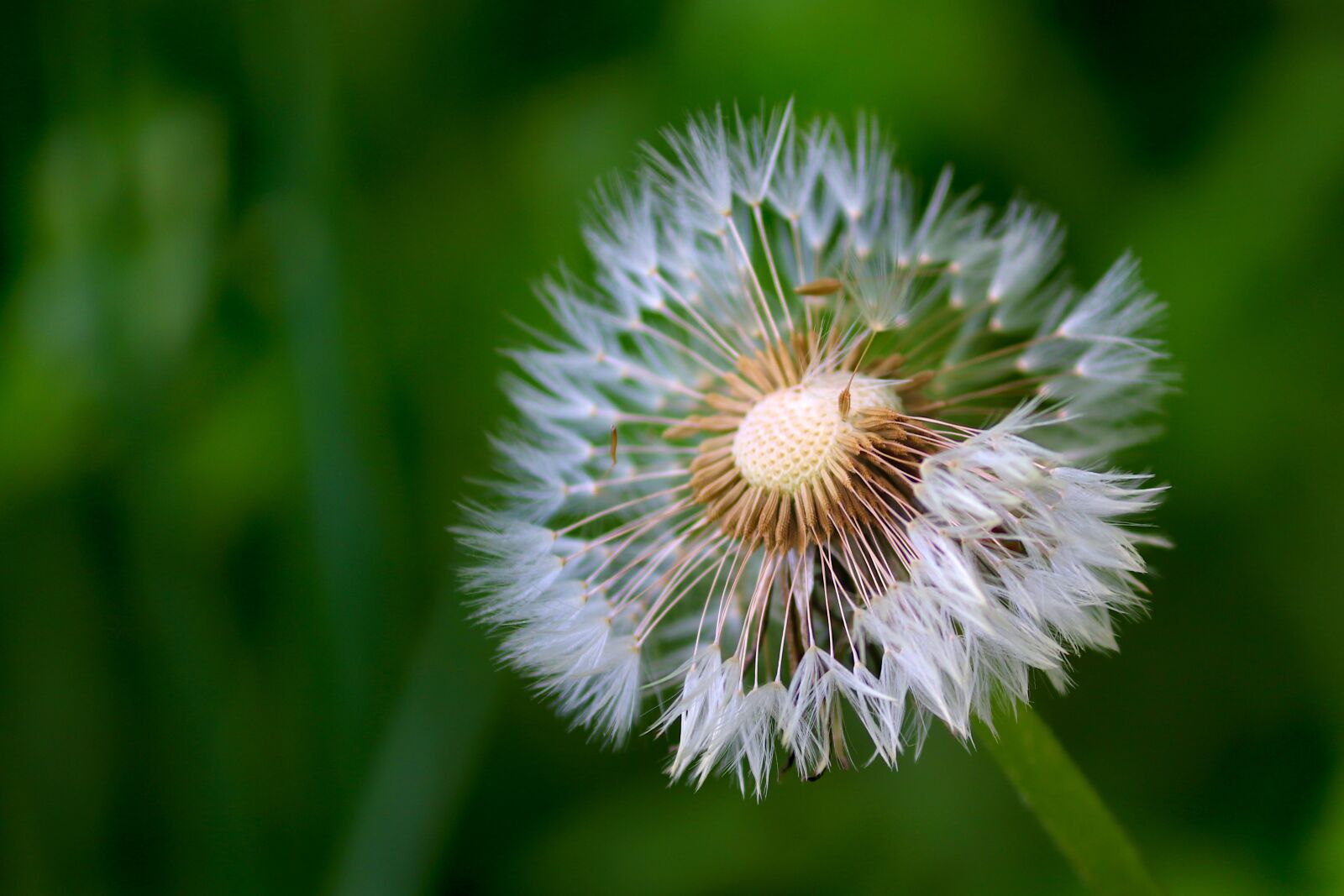 Canon EOS 200D (EOS Rebel SL2 / EOS Kiss X9) sample photo. Dandelion, individually, faded photography