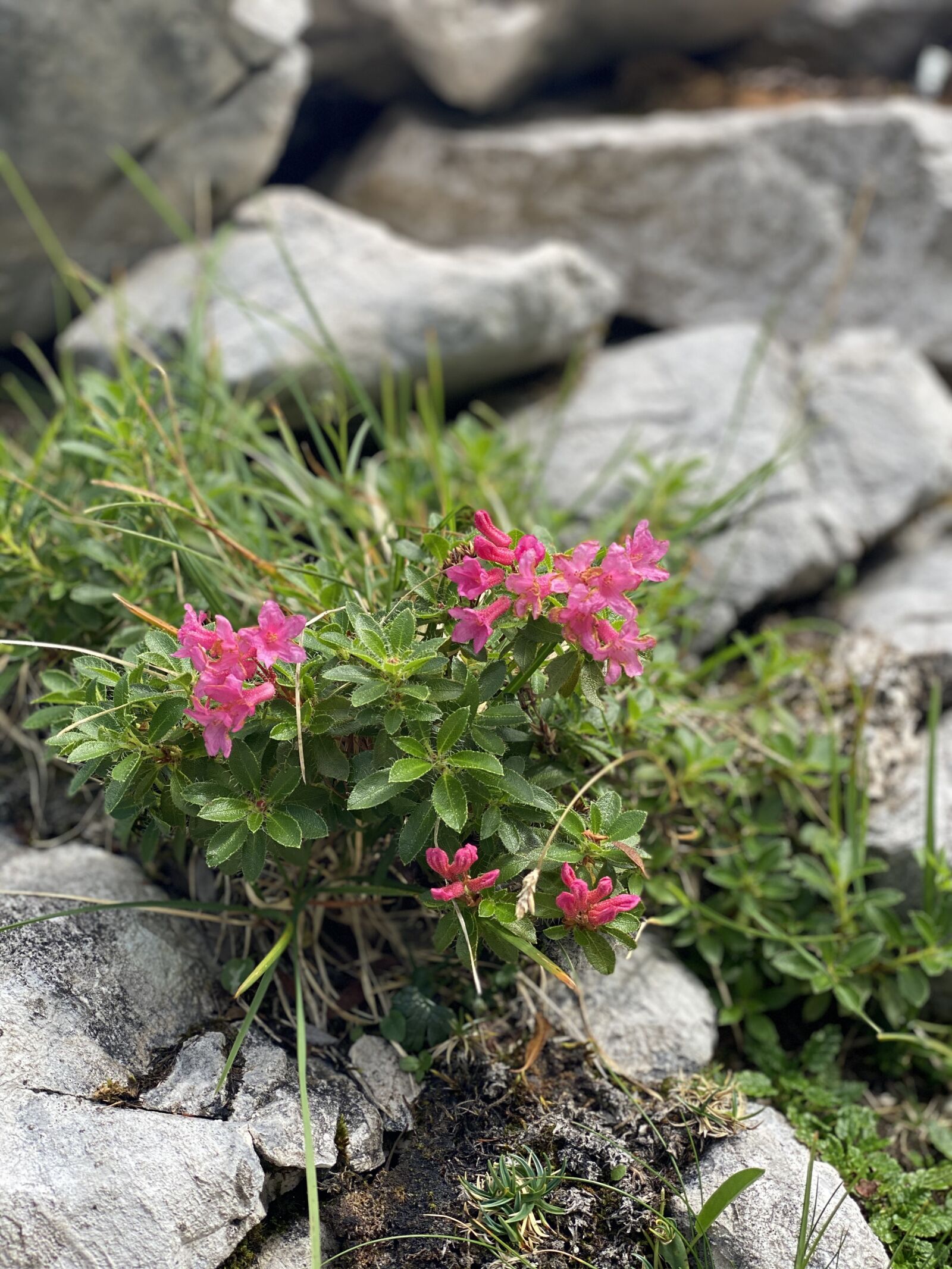 Apple iPhone 11 Pro Max + iPhone 11 Pro Max back dual camera 6mm f/2 sample photo. Pink, green, flower photography