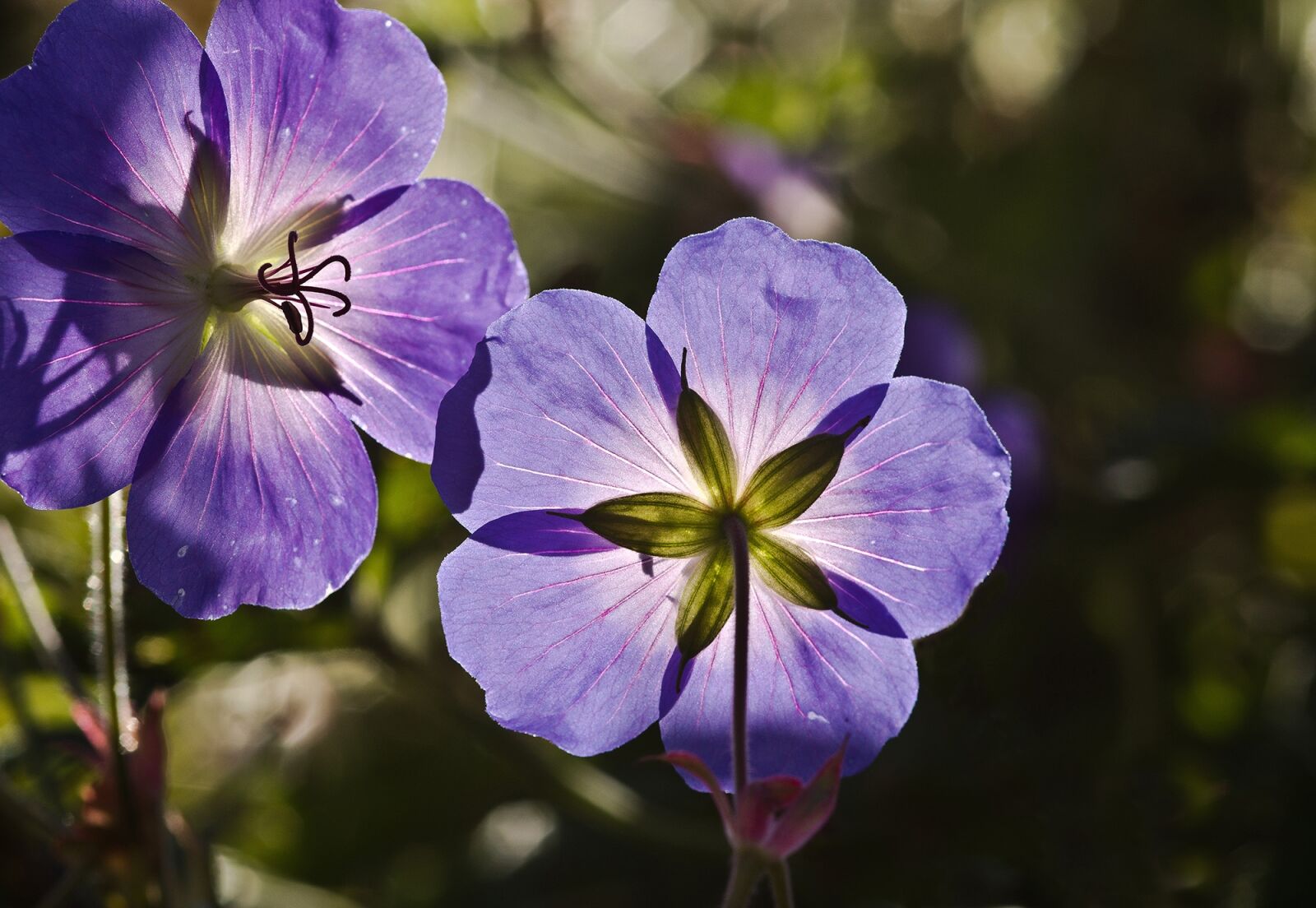 Sony SLT-A77 sample photo. Cranesbill, flowers, spring photography