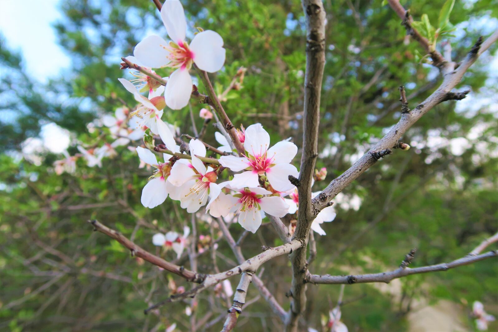 Canon PowerShot G7 X sample photo. Tree, flower, nature photography