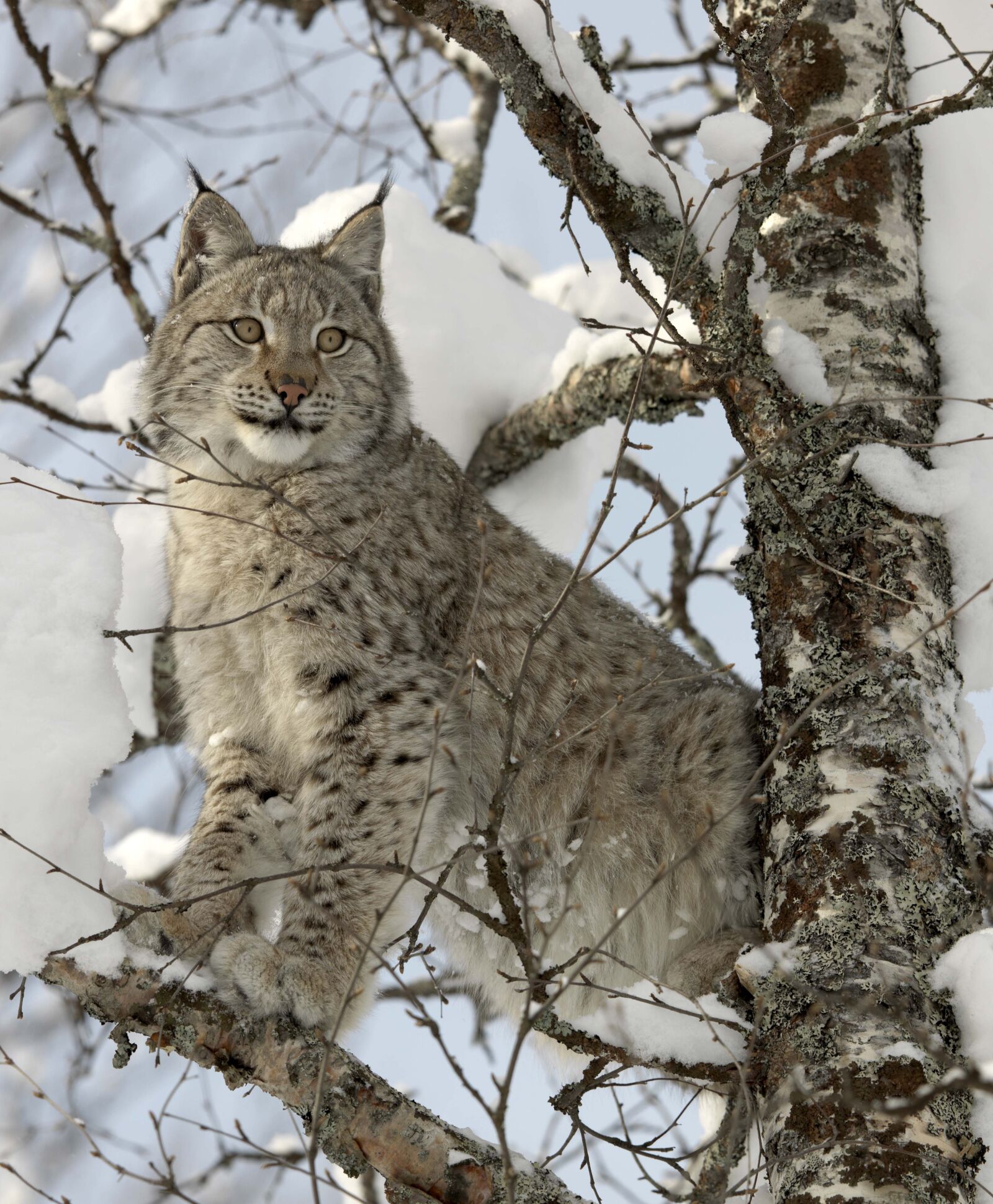 Hasselblad H3DII-31 sample photo. Lynx, snow, cat photography