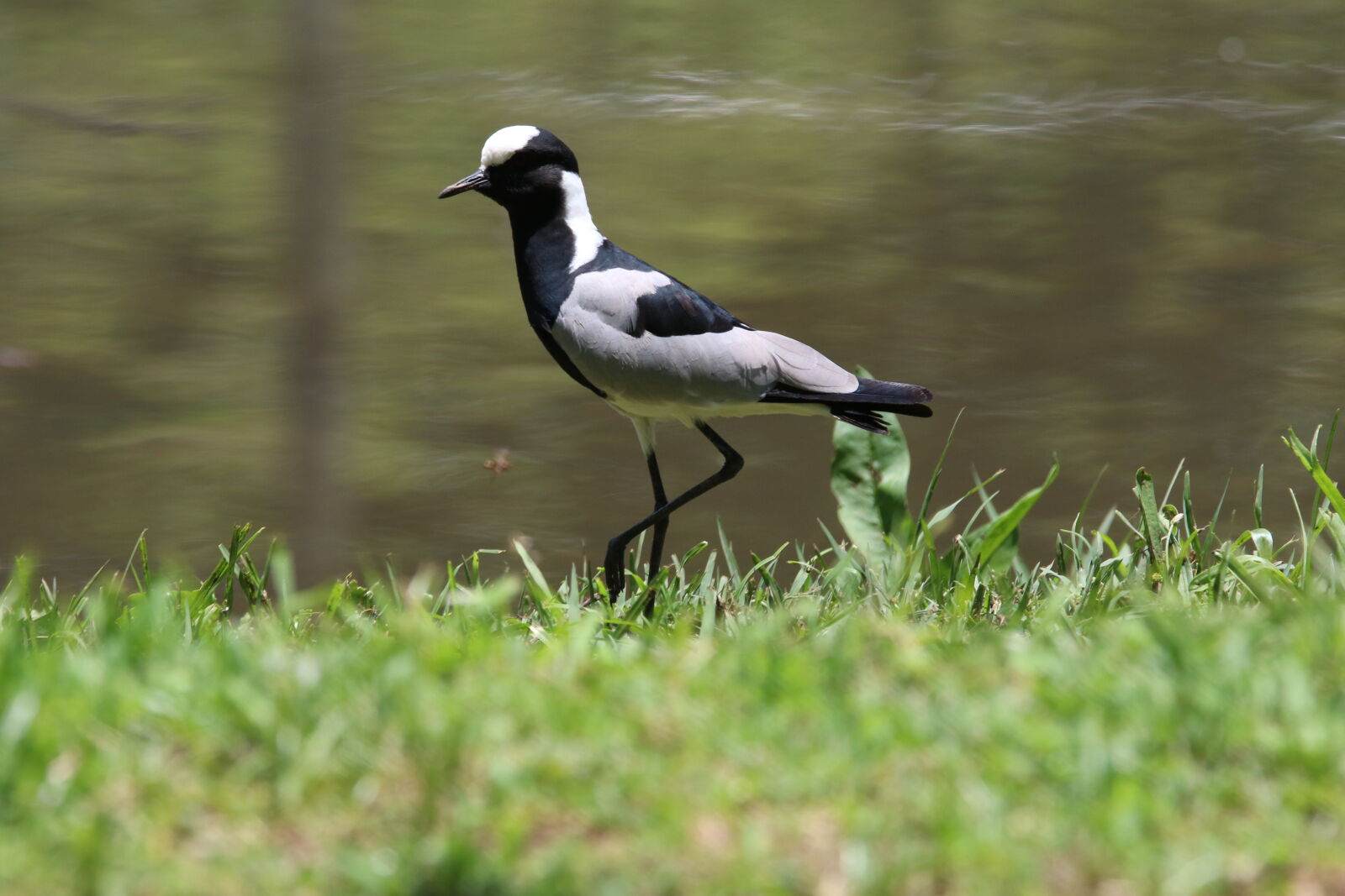 Canon EOS 7D Mark II sample photo. Bird, birds, black, and photography
