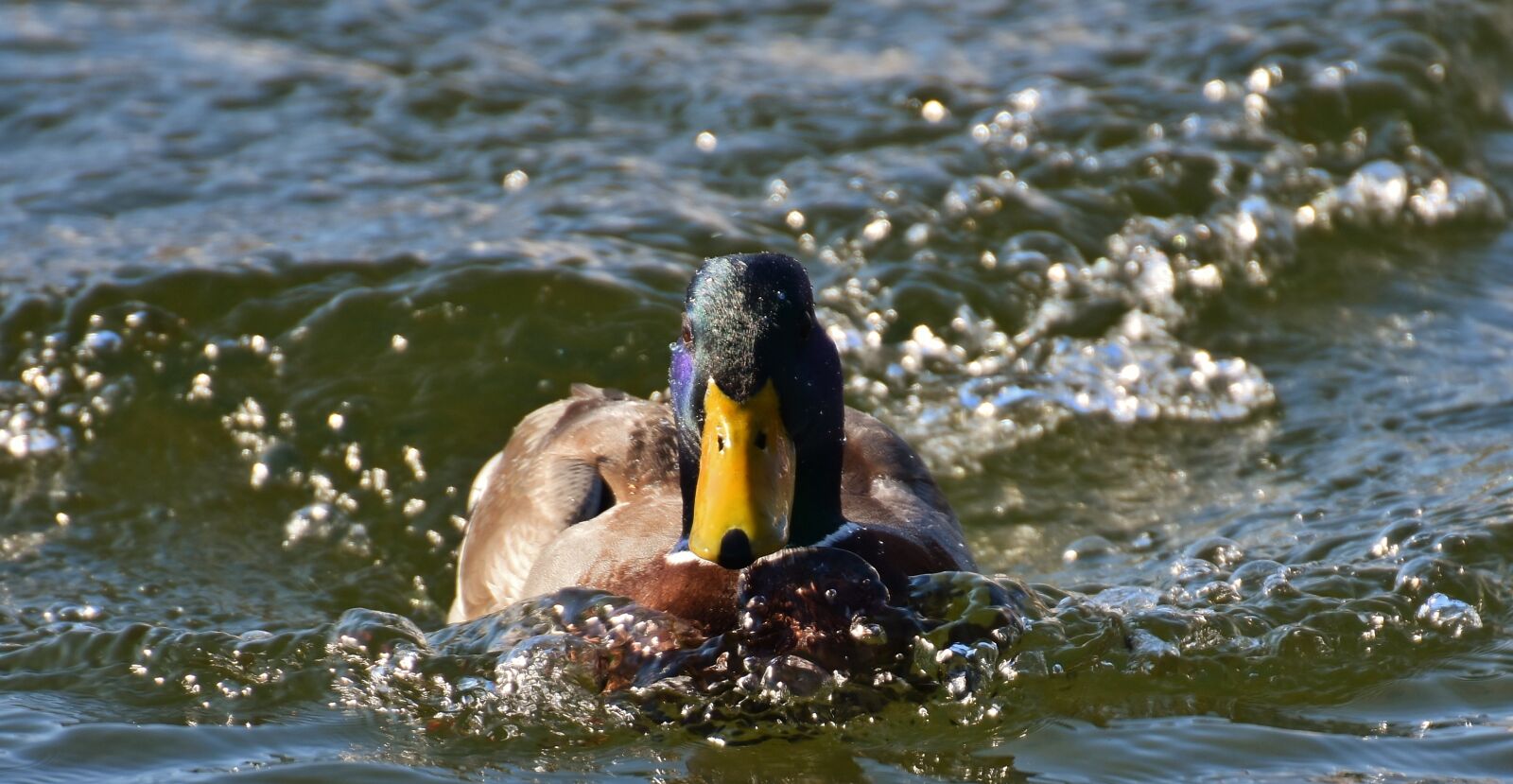 Nikon D7200 sample photo. Mallard, drop of water photography