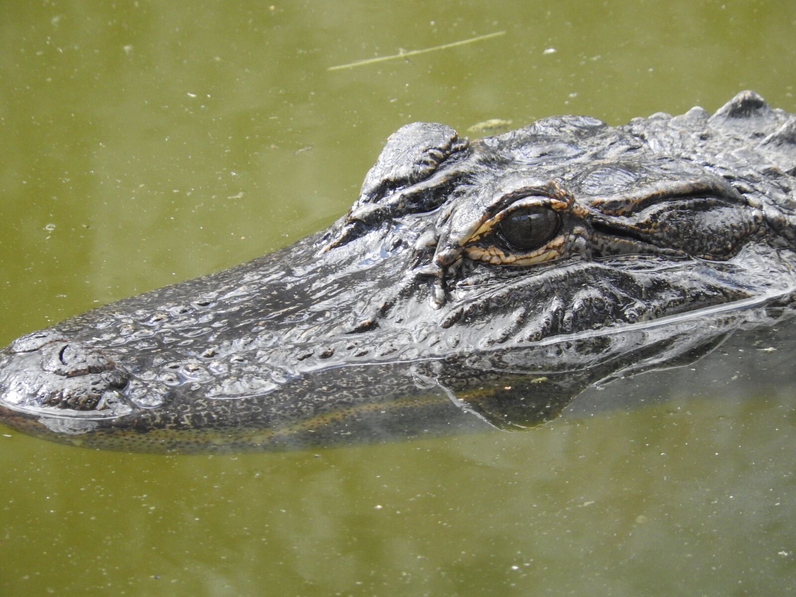 Nikon Coolpix P610 sample photo. Alligator, florida, nature photography